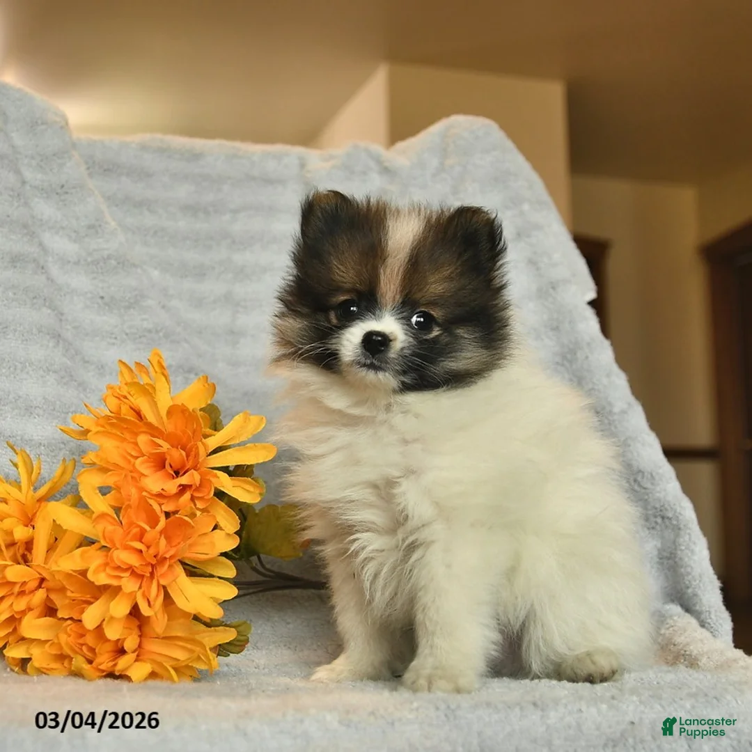 Pomeranian dogs for sale: Dusty  - Ad 3