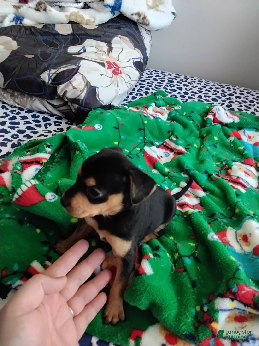 Mixed Breed dogs for sale: Rocko - Ad 1