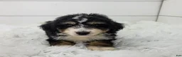 Bernedoodle dogs for sale: Bentley - Ad 4