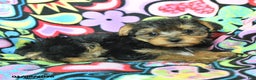 Yorkiepoo dogs for sale: Homer - Ad 3