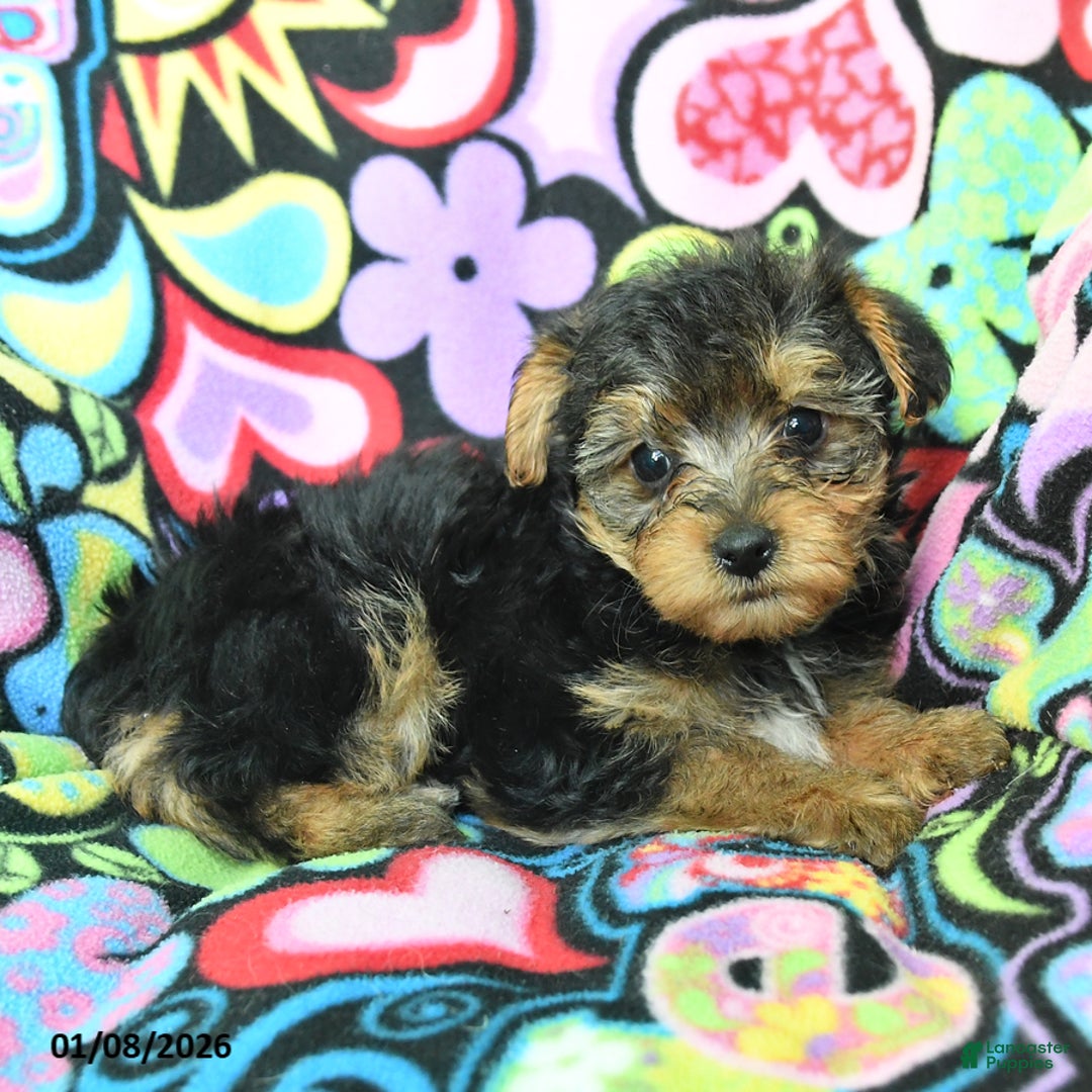 Yorkiepoo dogs for sale: Homer - Ad 3