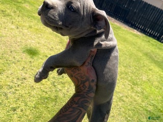 American Bully dogs - Ad 7