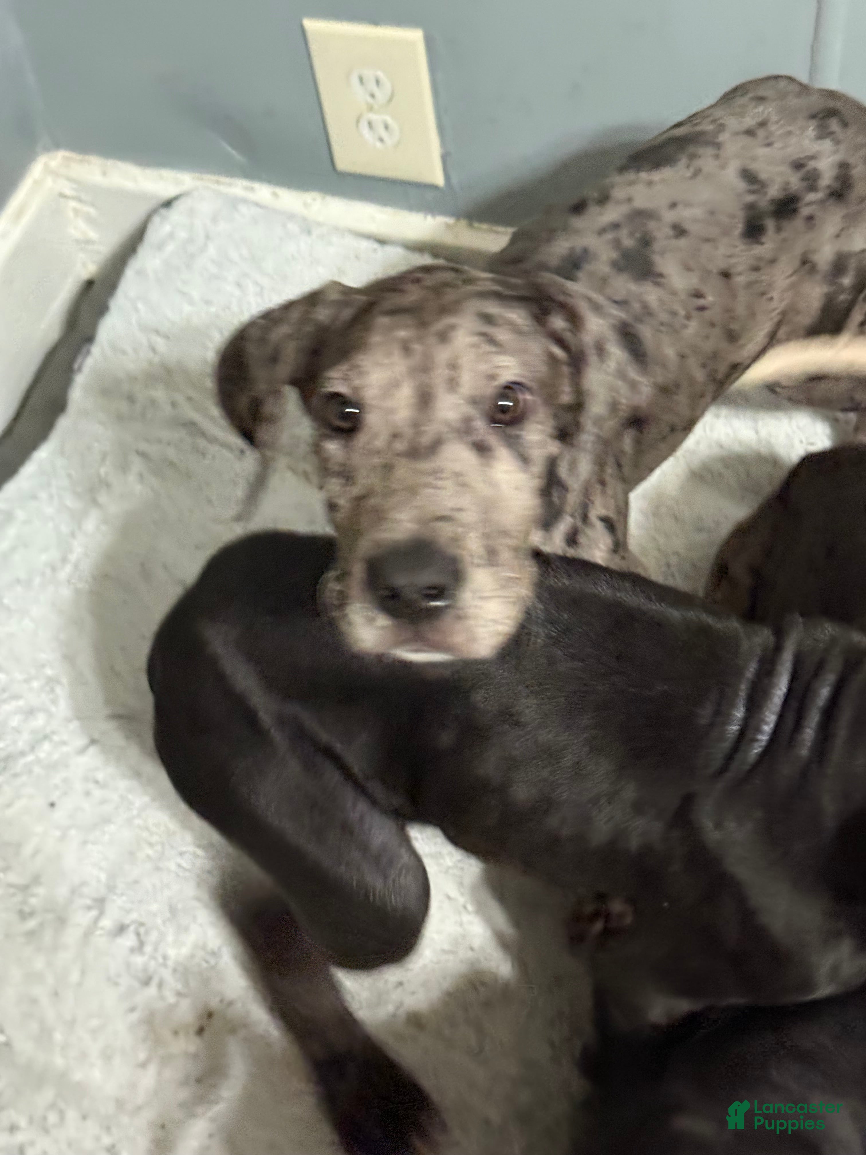 Great Dane dogs Zeus - Ad 14