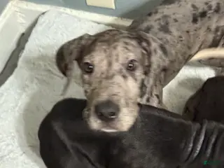 Great Dane dogs Zeus - Ad 14