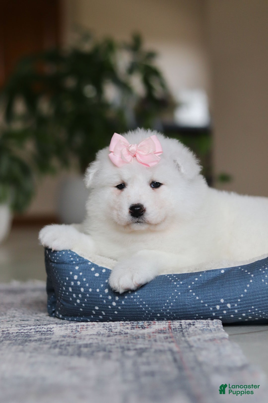 Samoyed dogs for sale: June - Ad 7