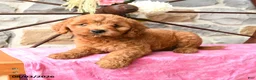 Mixed Breed dogs for sale: Leila - Ad 4