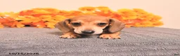 Miniature Dachshund dogs for sale: Roscoe - Ad 5