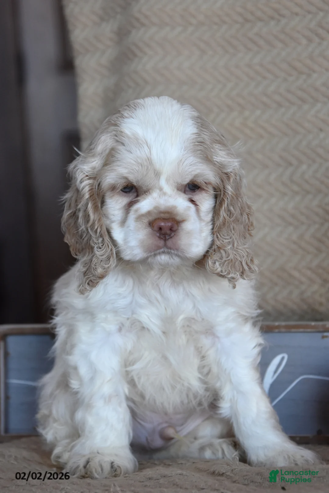 English Cocker Spaniel dogs for sale: Lyle - Ad 1