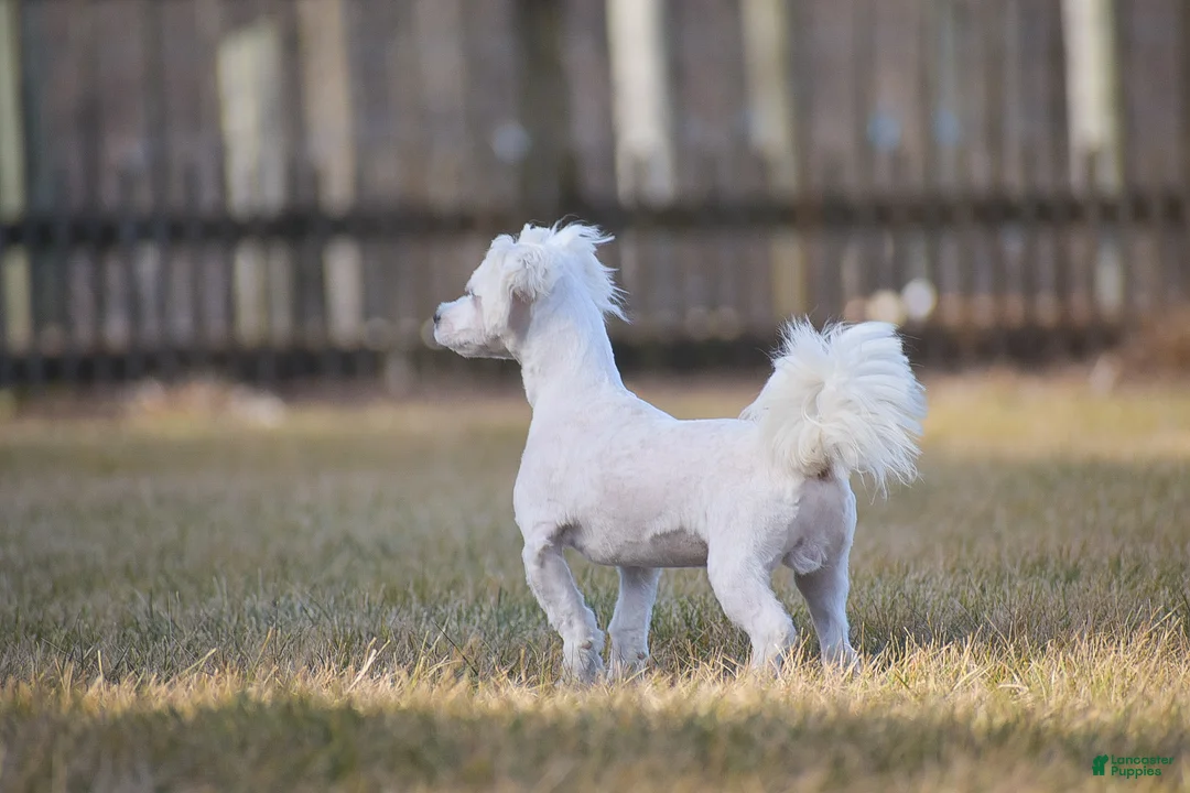 Maltese dogs for sale: Gavin - Ad 7