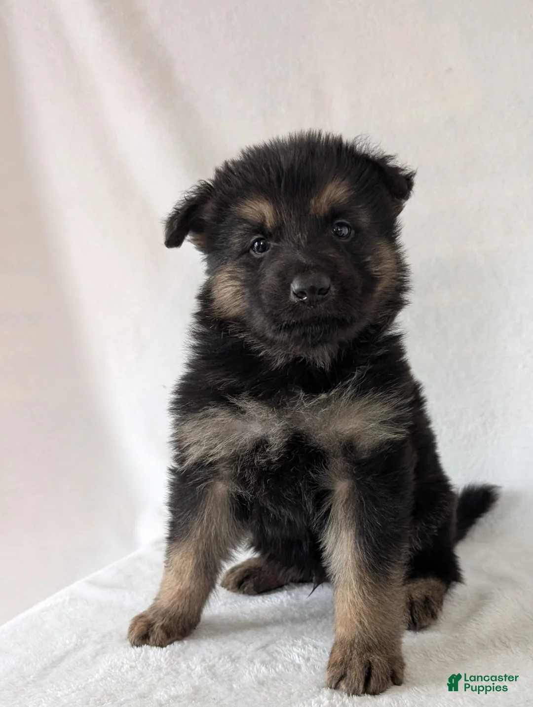 German Shepherd dogs for sale: Ridge  - Ad 1