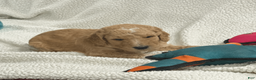 Goldendoodle dogs for sale: Blue - Ad 4