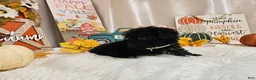 Yorkiepoo dogs for sale: Anise Sue - Ad 4
