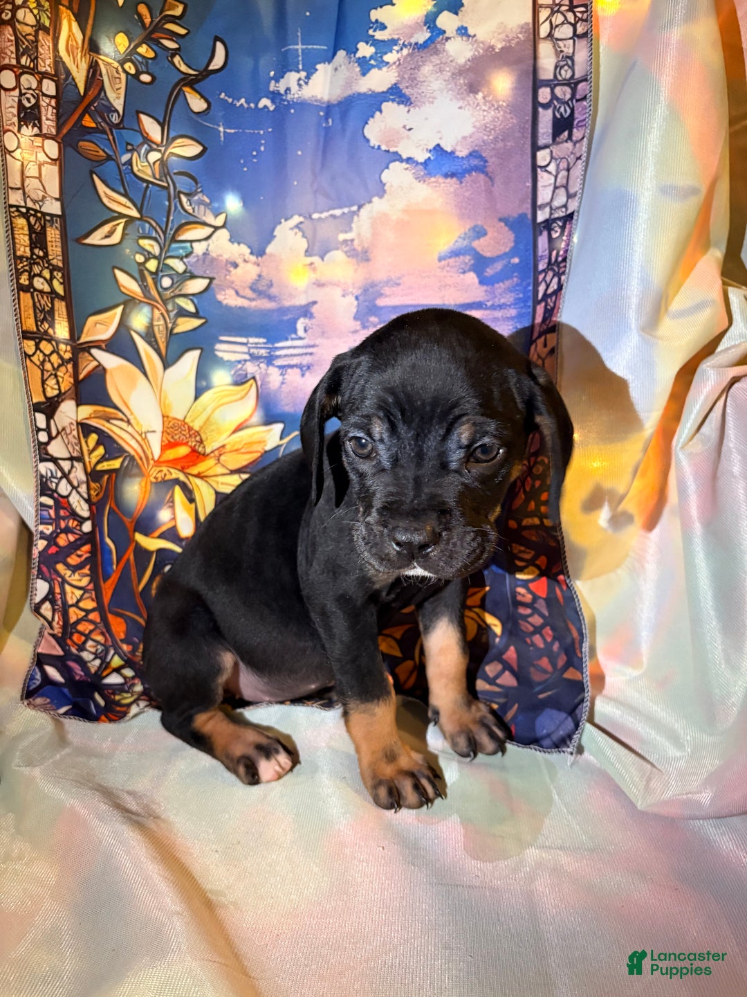 Mixed Breed dogs for sale: Pink - Ad 1