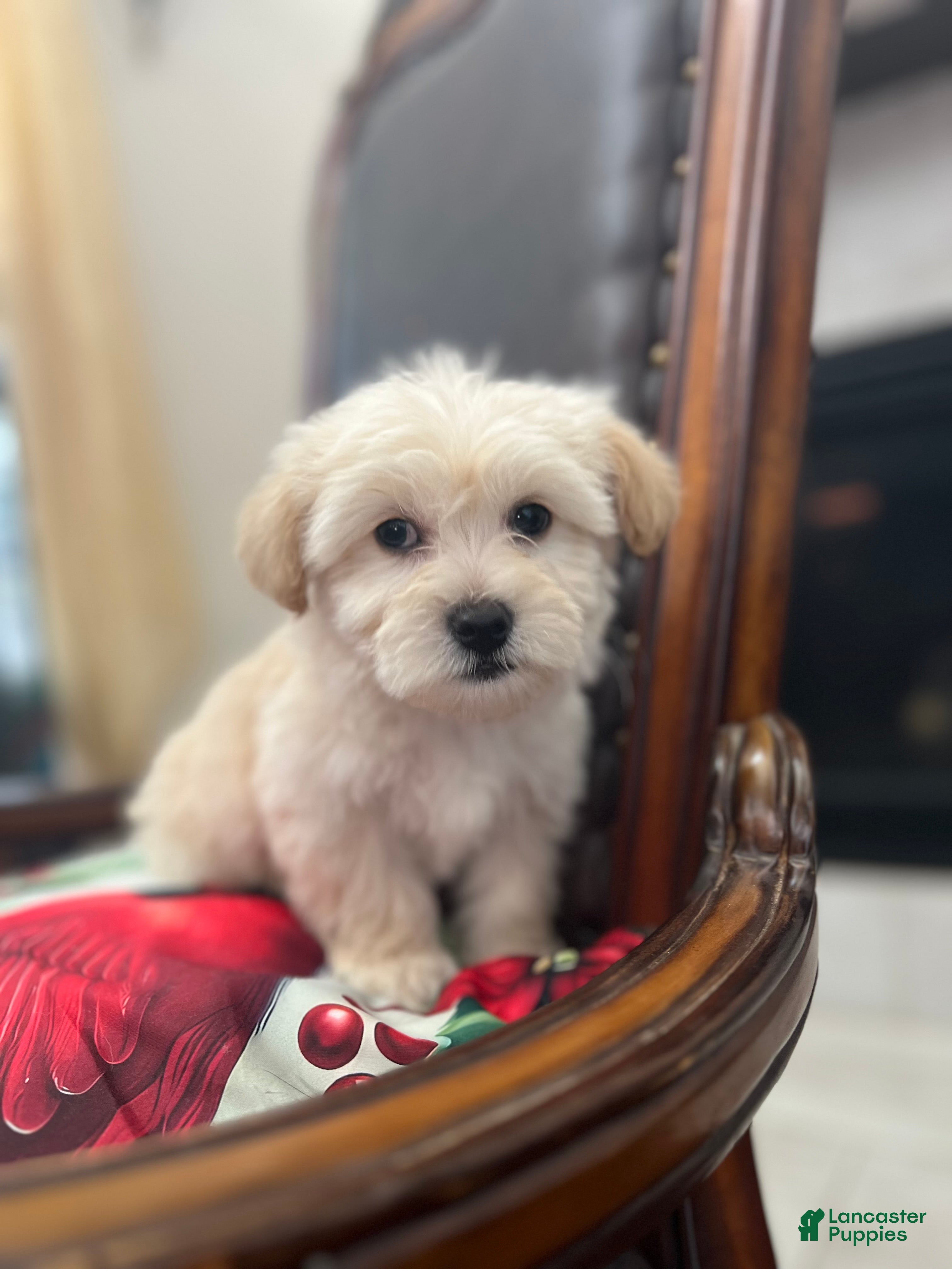 Maltipoo dogs Peach - Ad 4