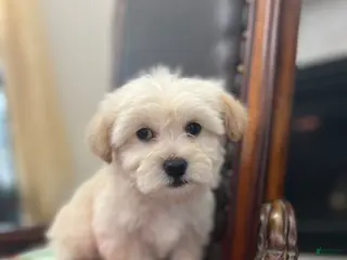 Maltipoo dogs Peach - Ad 4