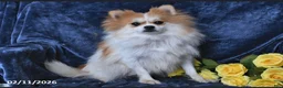 Pomeranian dogs for sale: Bella - Ad 6