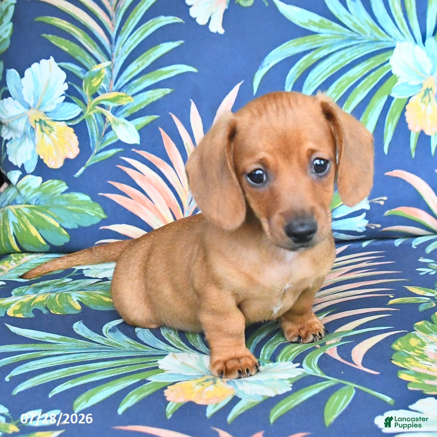 Miniature Dachshund dogs Jasper - Ad 2