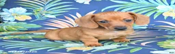 Miniature Dachshund dogs for sale: Jasper - Ad 2