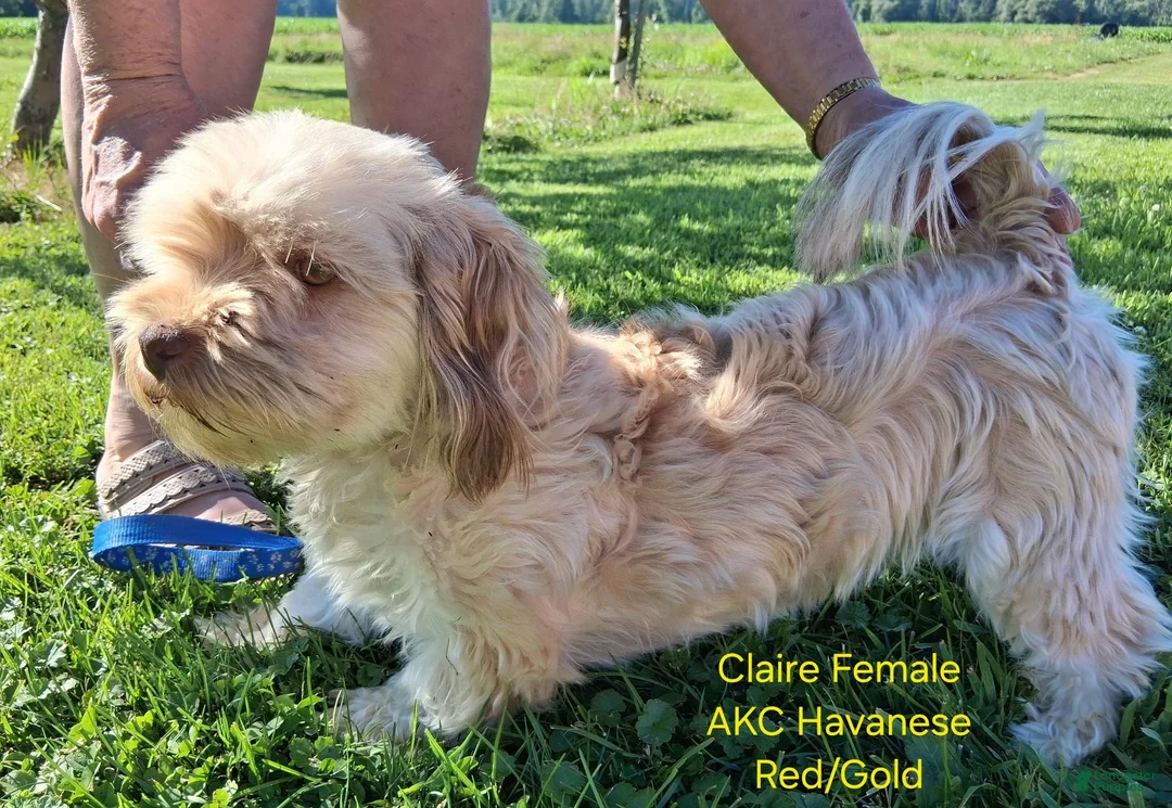 Havanese dogs for sale: Golden AKC Male  - Ad 4