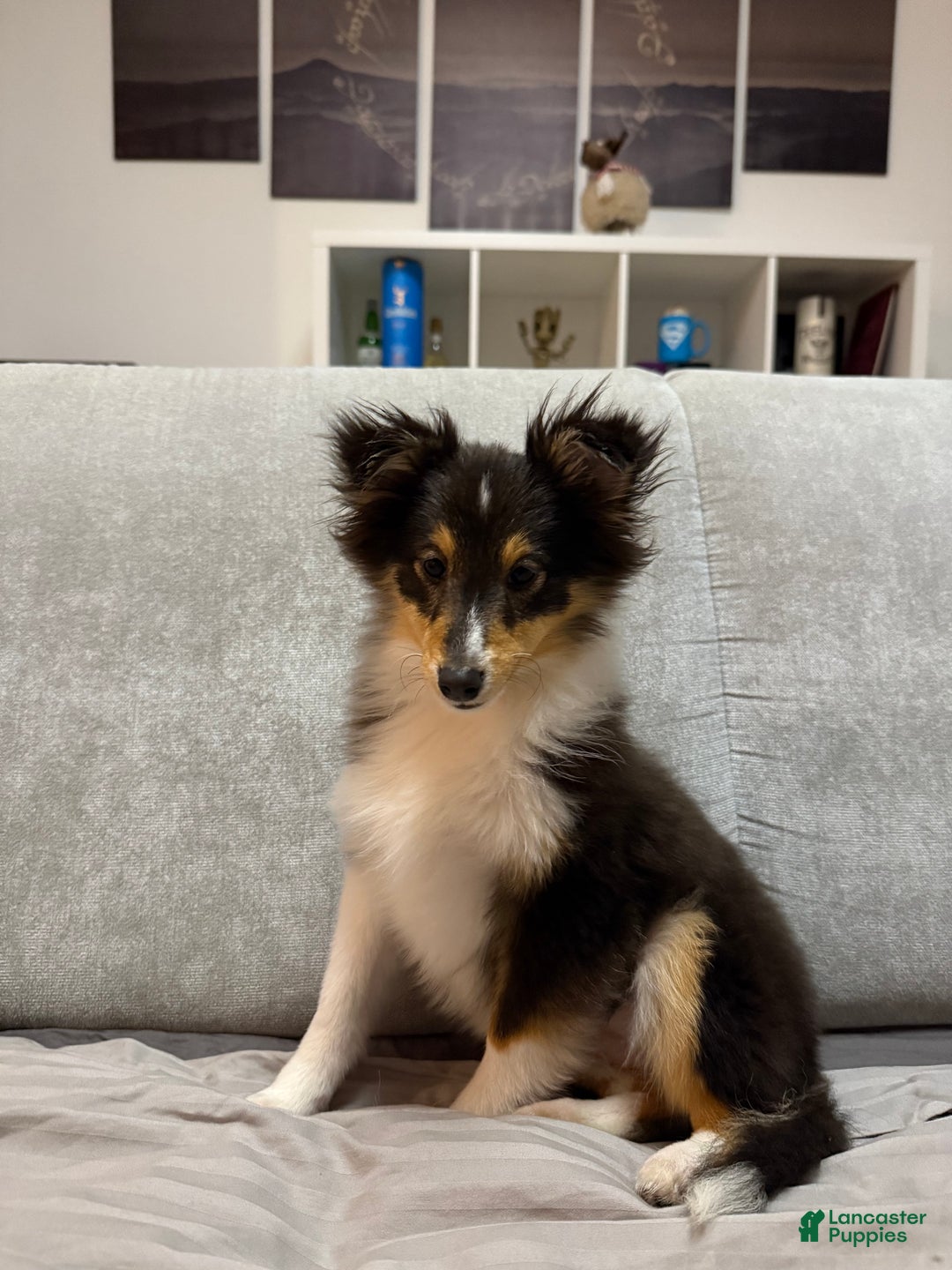 Shetland Sheepdog dogs for sale: Millie - Ad 2
