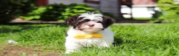 Havanese dogs for sale: Brady - Ad 5