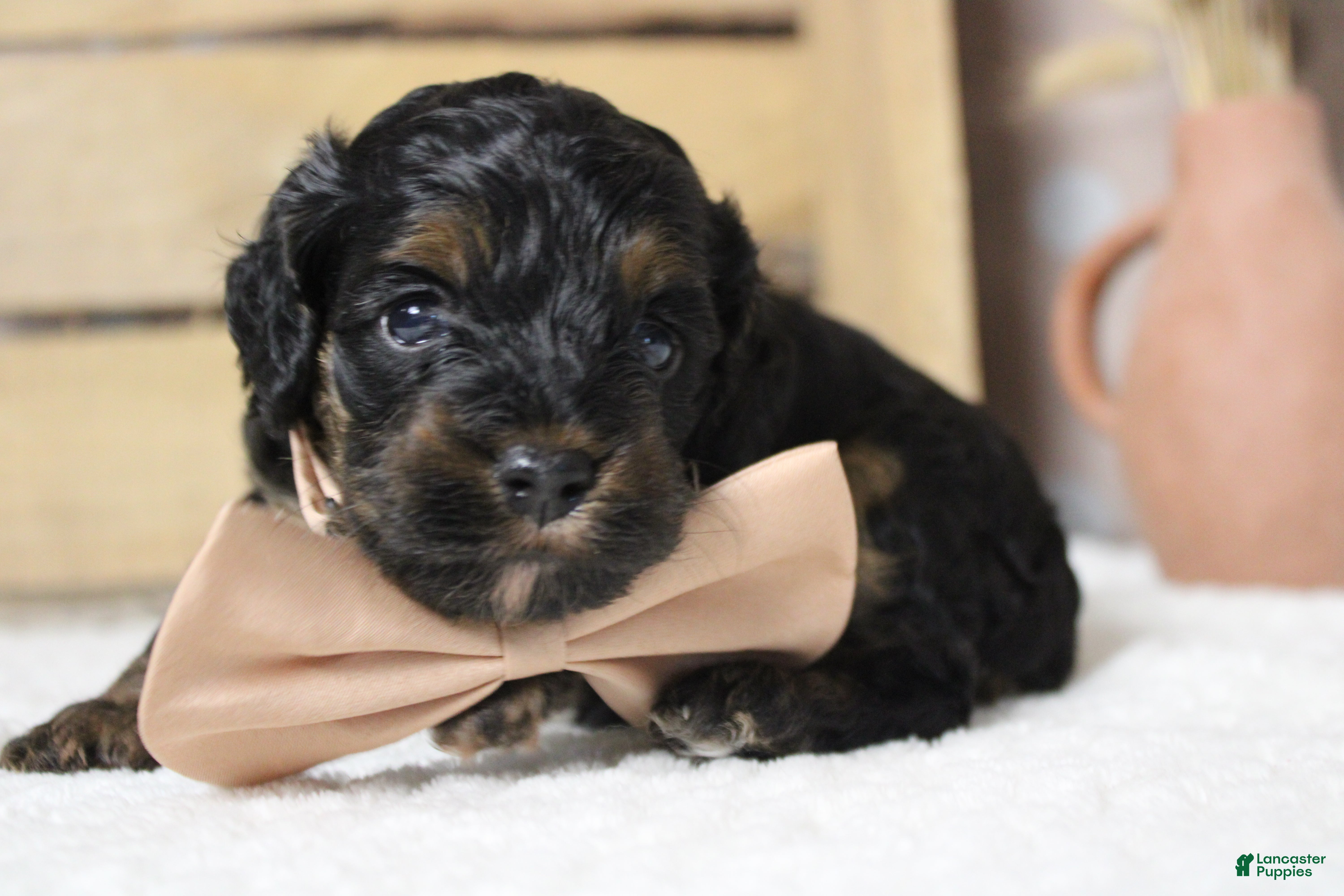 Cockapoo dogs Ripple  - Ad 8