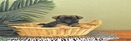 Mixed Breed dogs for sale: Copper - Ad 3