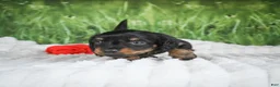 Miniature Dachshund dogs for sale: AKC Sierra - Ad 7