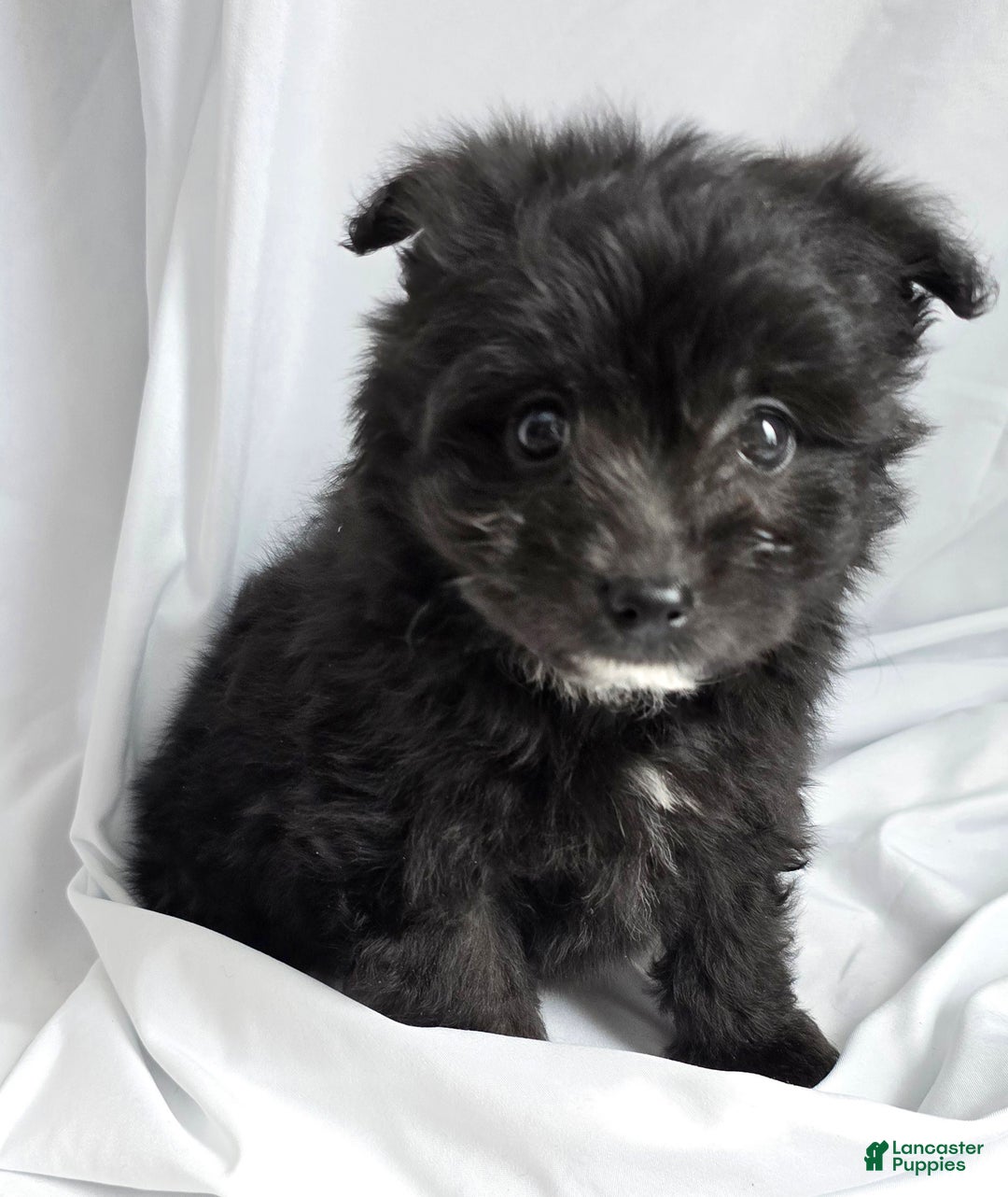 Pomapoo dogs for sale: Pomapoo Puppy 1 - Ad 3