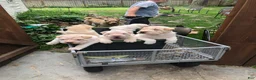 Shar Pei dogs for sale: Shar Pei Puppy 7 - Ad 4