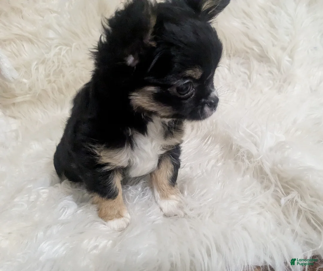 Chihuahua dogs for sale: Full AKC Adult  Russian Chihuahua Male  - Ad 10
