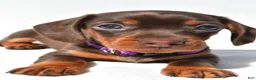 Miniature Dachshund dogs for sale: Dolly - Ad 4