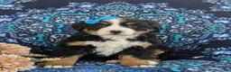 Bernese Mountain Dog dogs for sale: Ginny - Ad 2