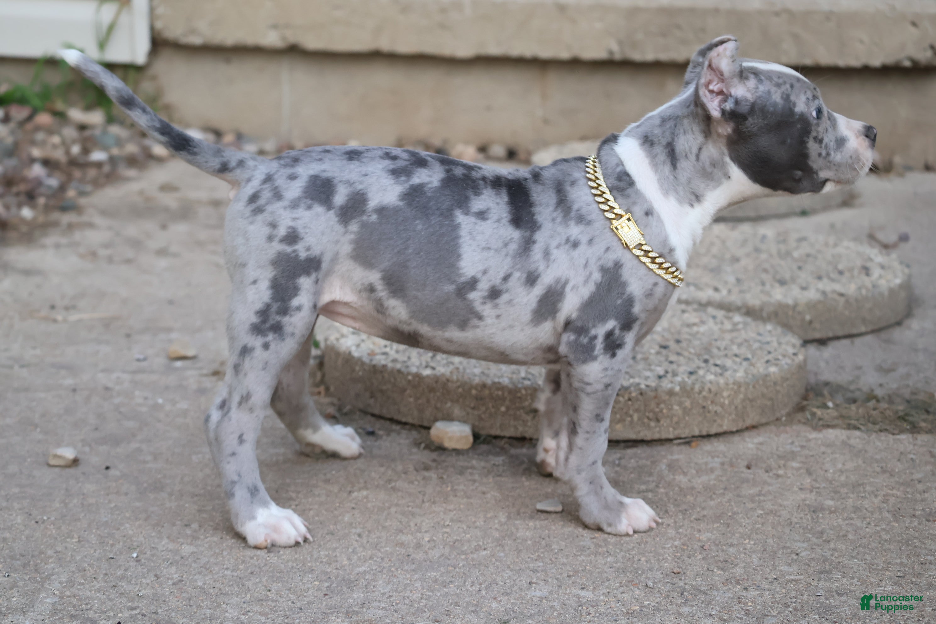 American Bully dogs Empress - Ad 2