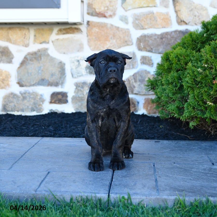 Cane Corso dogs Tinker - Ad 2