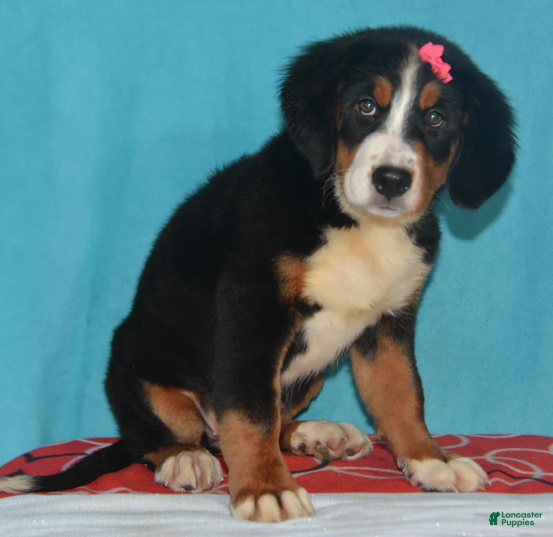 Bernese Mountain Dog dogs for sale: Eva - Ad 3