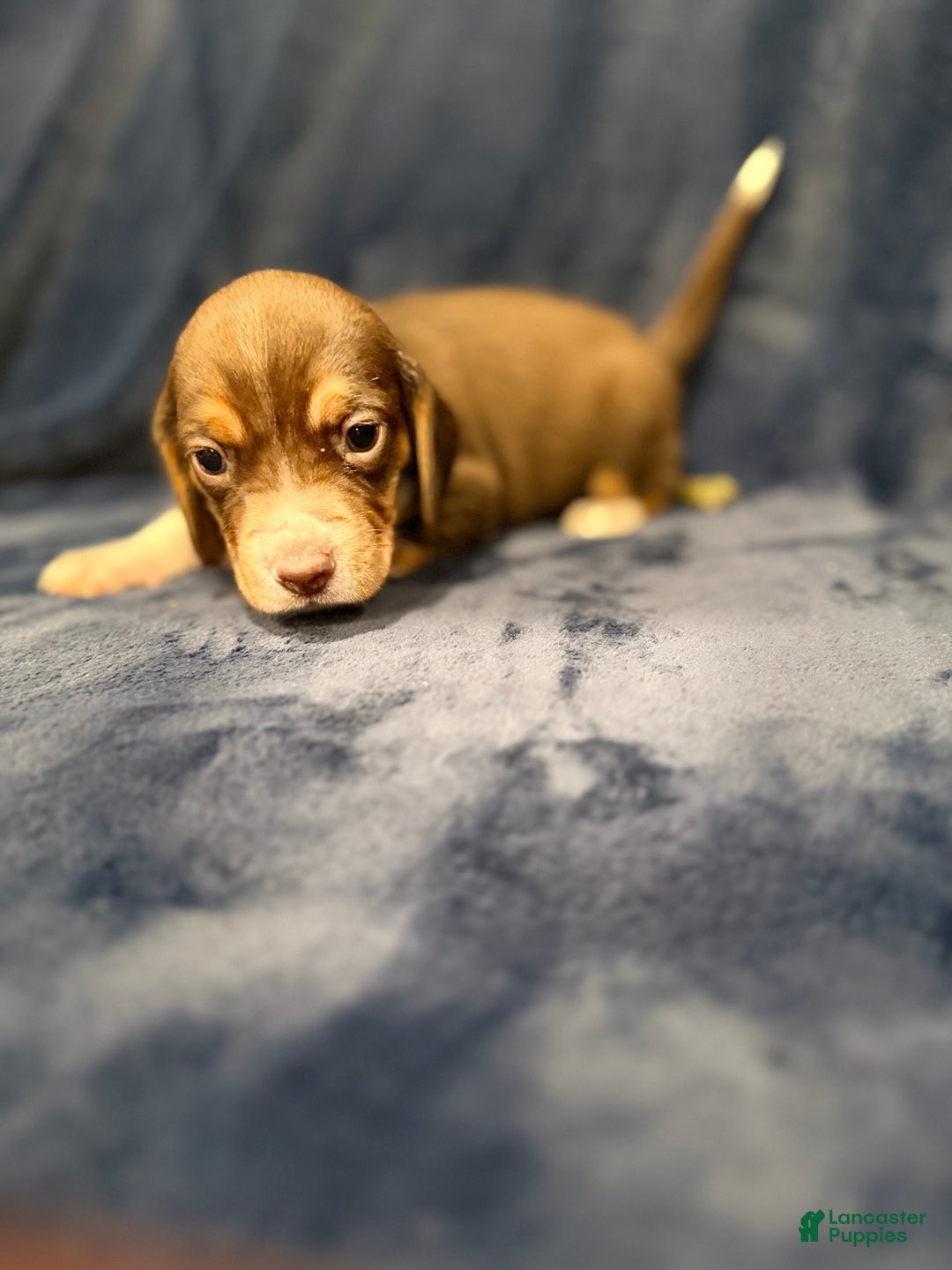 Beagle dogs for sale: Beagle Puppy 3 - Ad 4
