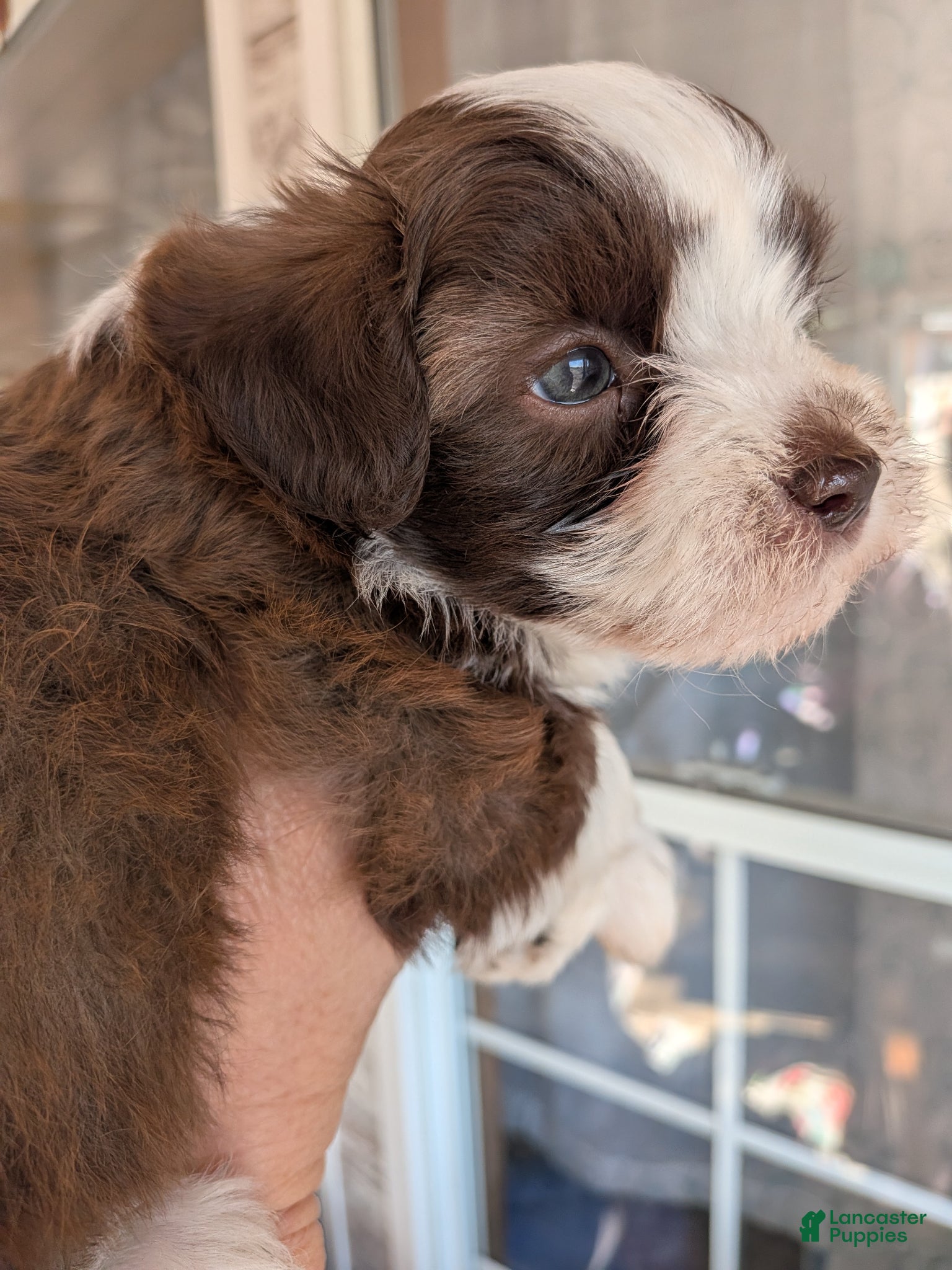 Mixed Breed dogs Mixed Breed Puppy 4 - Ad 16