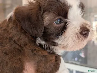 Mixed Breed dogs Mixed Breed Puppy 4 - Ad 2