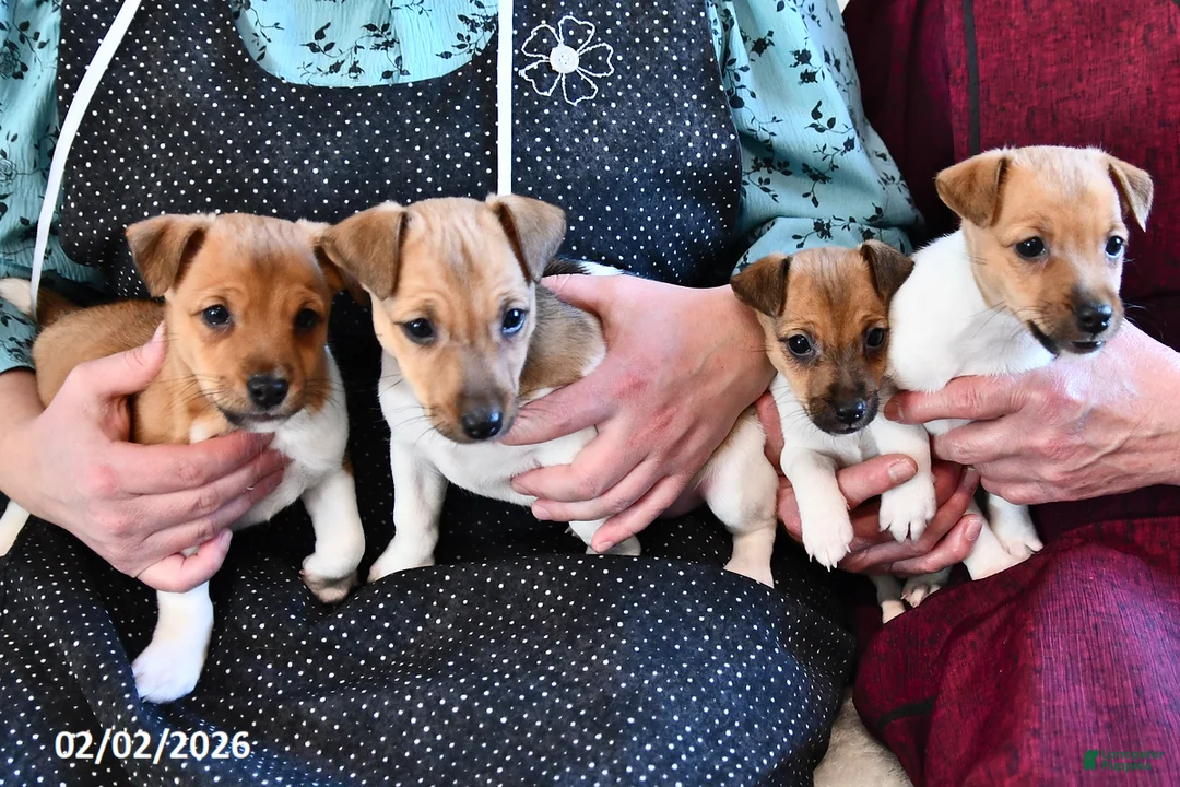 Jack Russell Terrier dogs for sale: Cuddles  - Ad 5