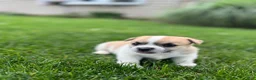 Jug dogs for sale: Luna - Ad 3