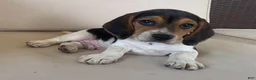 Beagle dogs for sale: Male #2 - Ad 3