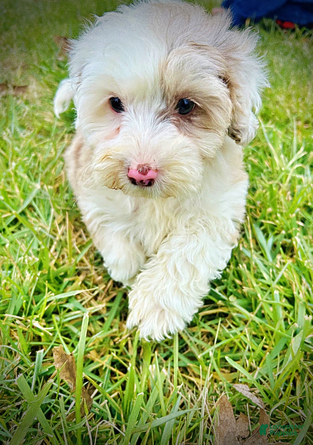 Havapoo dogs for sale: Wiggles - Ad 9