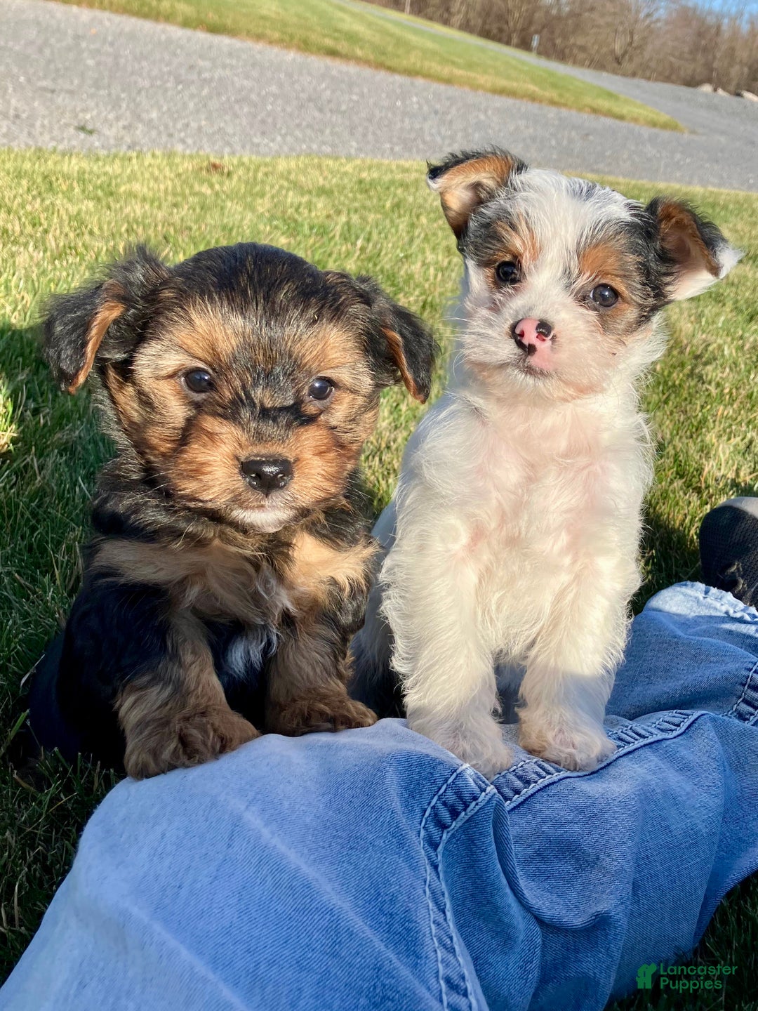 Yorkshire Terrier dogs for sale: Ava - Ad 8