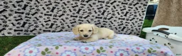 Miniature Dachshund dogs for sale: Bubbles - Ad 3