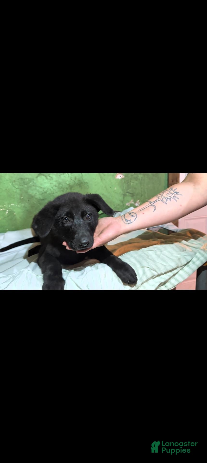German Shepherd dogs for sale: German Shepherd 3 - Ad 2
