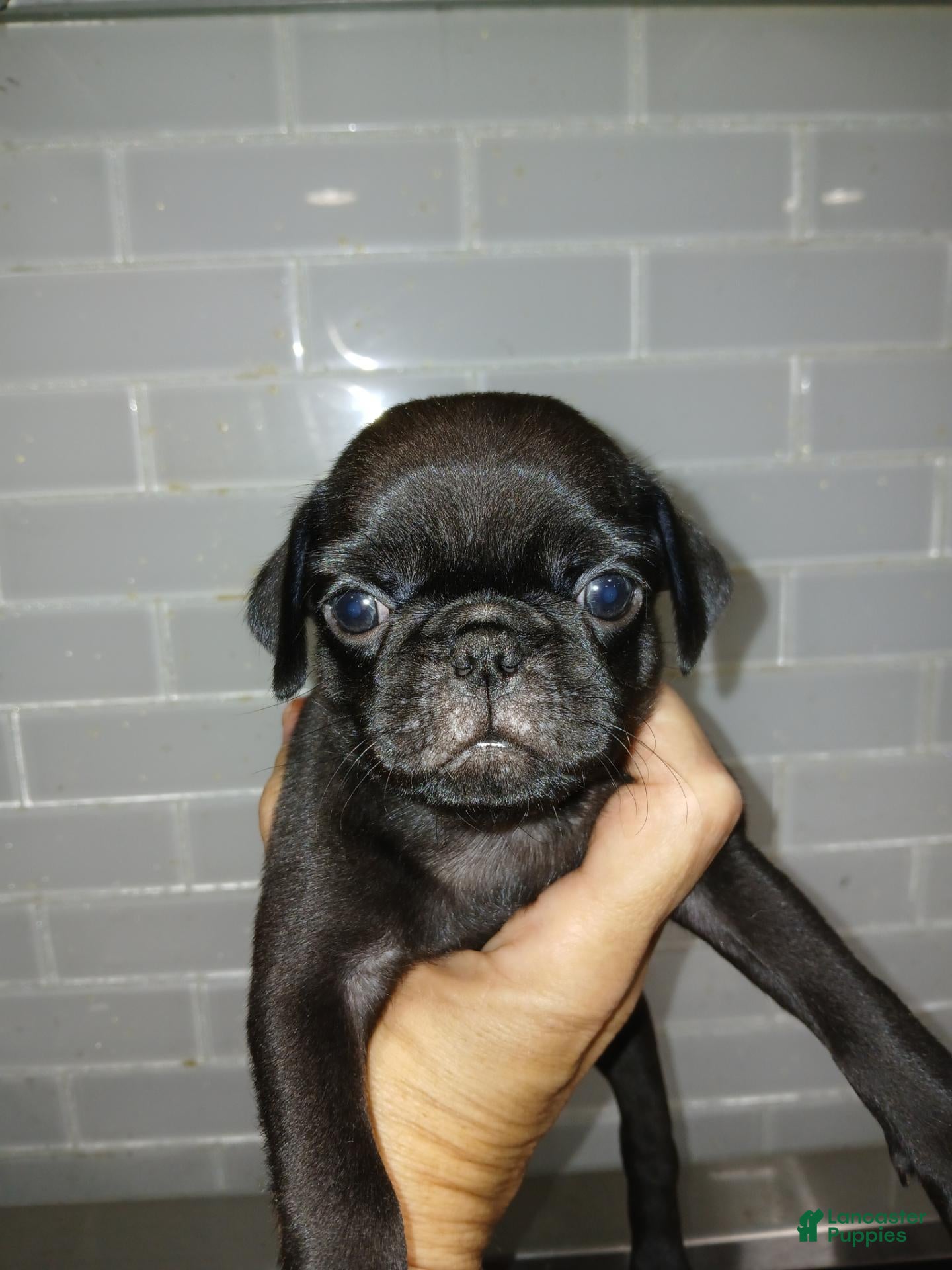 Pug dogs Pug 4 - Ad 9