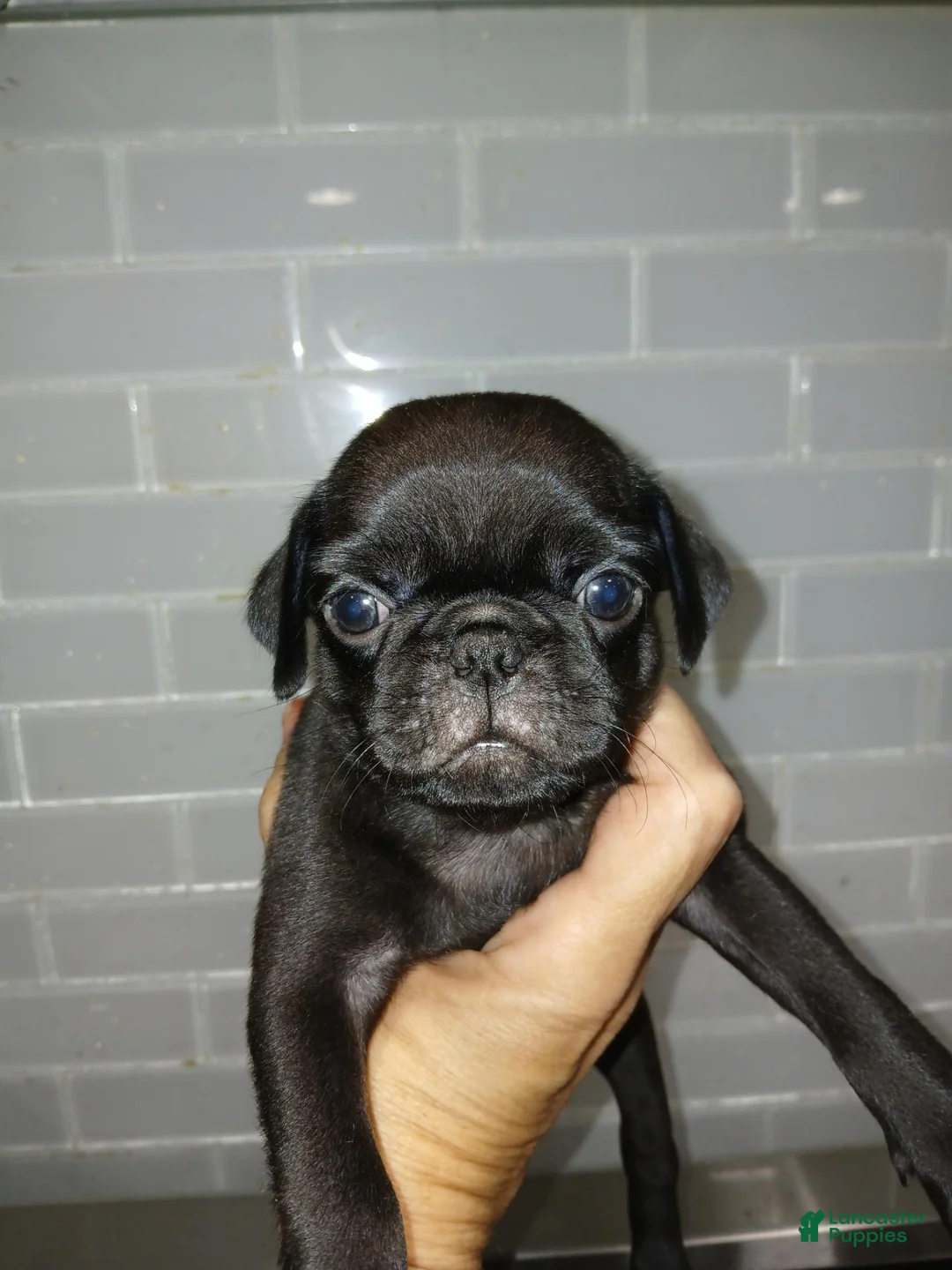 Pug dogs for sale: Pug 4 - Ad 1