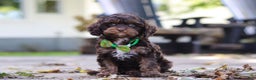 Cavapoo dogs for sale: Captain - Ad 8