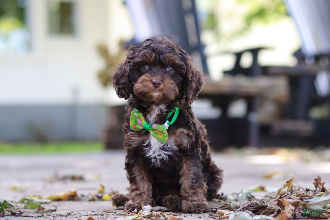 Cavapoo dogs for sale: Captain - Ad 8